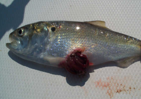 What Pfiesteria does to a fish