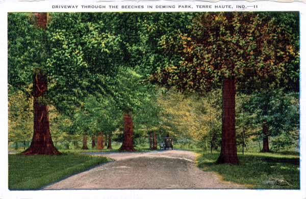 Driveway Though The Beeches In Deming Park, Terre Haute