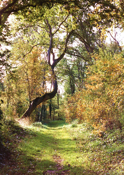 Nightingale Valley
