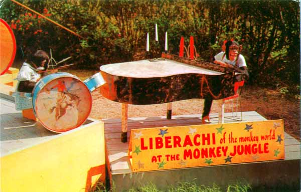 Liberachi of the monkey world at the Monkey Jungle