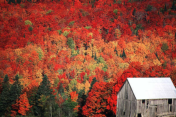 Fall scene near Bristol, New Brunwick