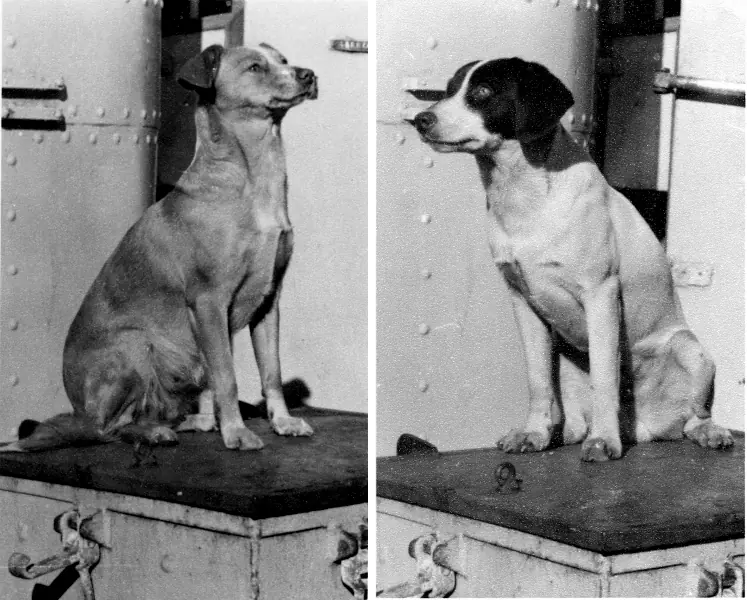 Jenny and her son Bonce, the ship's mascots