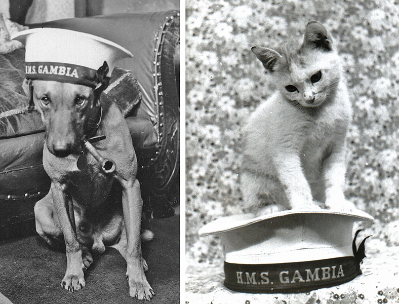 Pets with HMS Gambia caps