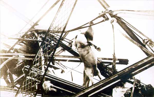One of the animal victims of the 1913 floods