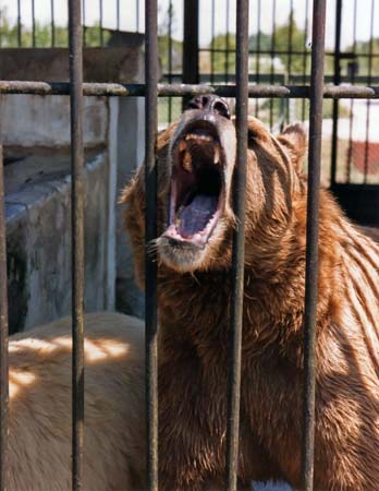 Chimkent Zoo