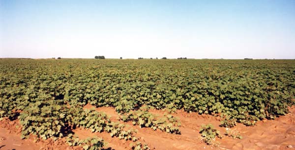 Cotton fields, Kentau