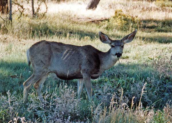 Deer at the Grand Canyon