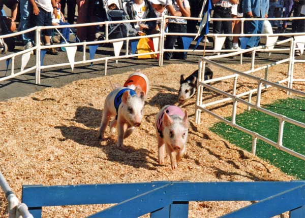 Pig Racing