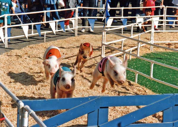 Pig Racing at Fesno