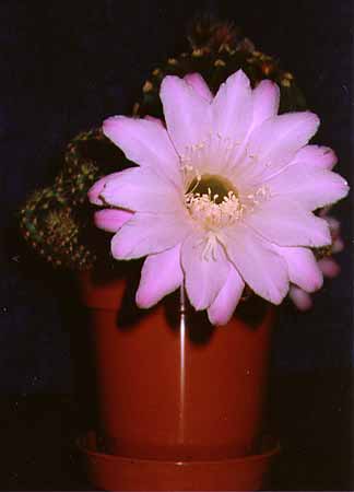 One of my cactii - March 2001