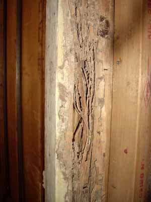 Termite damage