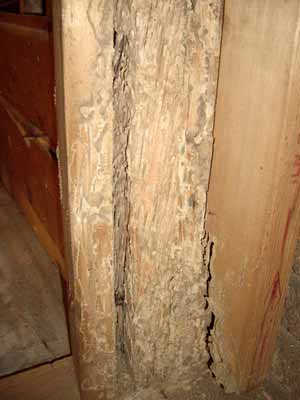 Termite damage