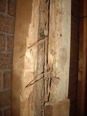 Termite damage