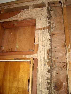 Termite damage