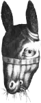 Giuseppe's horse